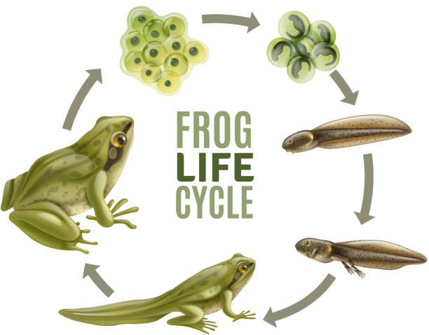 realistic frog life cycle set Frog life cycle stages realistic set with adult animal fertilized eggs jelly mass tadpole froglet vector illustration frog stock illustrations