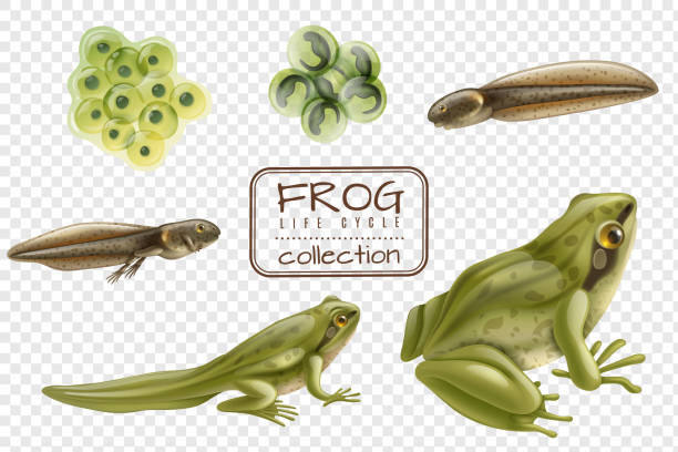 realistic frog life cycle horizontal set Frog life cycle stages realistic set with adult animal fertilized eggs tadpole froglet transparent background vector illustration frog stock illustrations