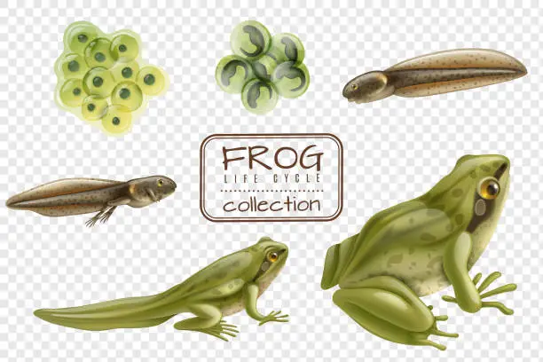 Vector illustration of realistic frog life cycle horizontal set