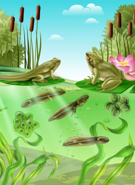 ilustraciones, imágenes clip art, dibujos animados e iconos de stock de ilustración realista del agua del ciclo de vida de la rana - frog lily pond water