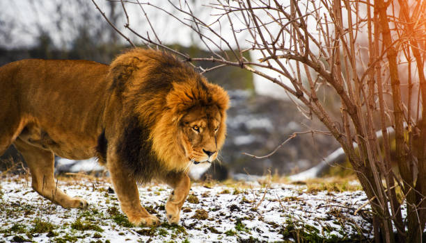 istock Beautiful Mighty Lion 1201273212