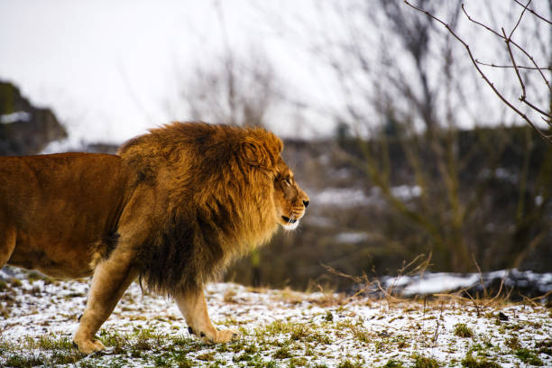 istock Beautiful Mighty Lion. 1201273240