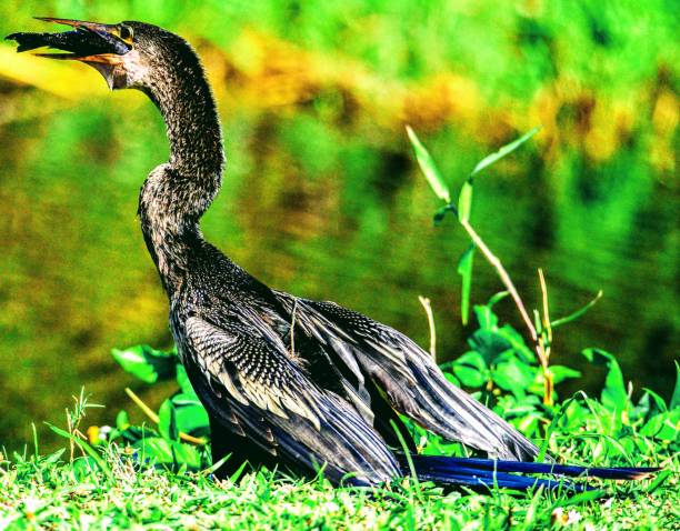 istock Birds of southwest Florida 1201273392