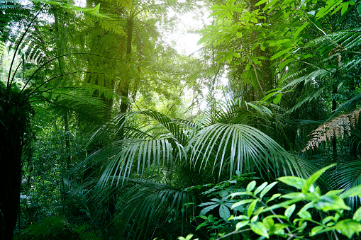 Tree canopy in tropical jungle