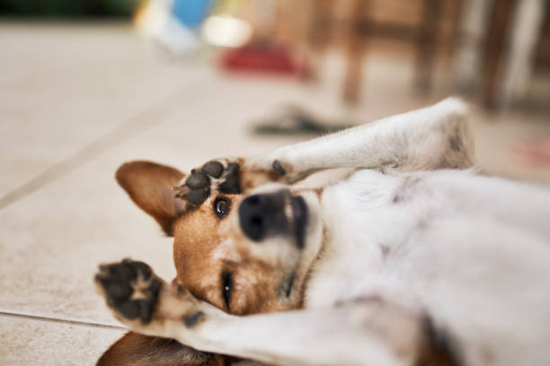 belly up dog belly up dog animal abdomen photos stock pictures, royalty-free photos & images