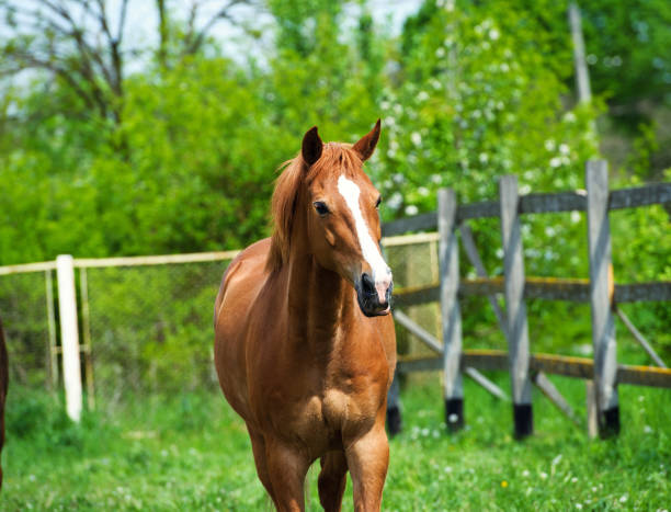 istock beautiful horse portrait 1201274115