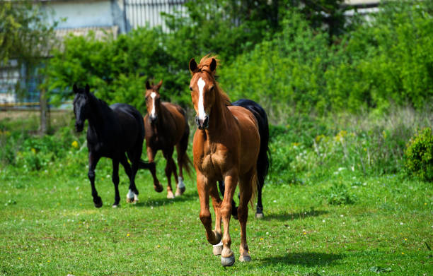 istock horse with long mane on pasture against beautiful blue sky 1201274172