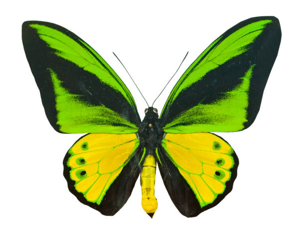 istock Color beautiful butterfly flying, isolated on white 1201274210