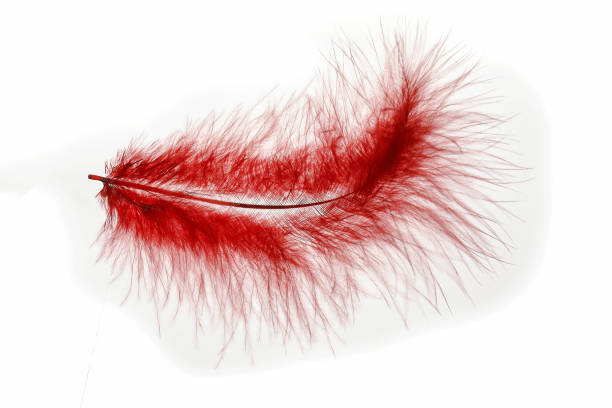 rote feder auf leichtem hintergrund - feather boa feather isolated red stock-fotos und bilder