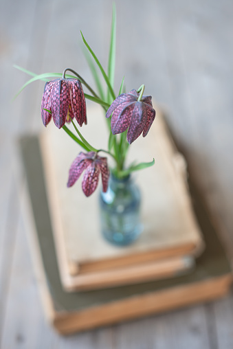 Spring purple flowers of the hazel grouse chess in a blue glass bottle on a stack of old books on gray wooden background