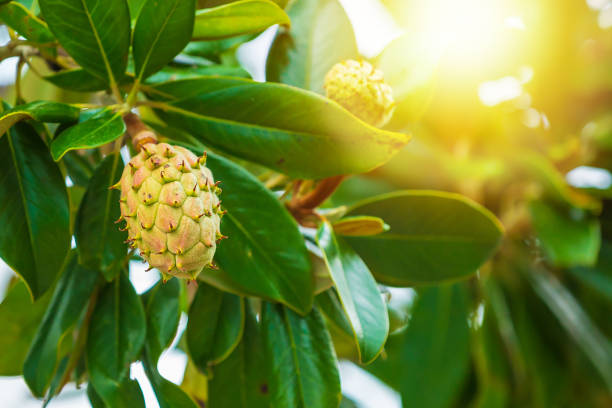 istock Fresh growing fruits in a magnolia tree 1201277028
