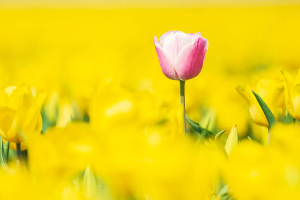 istock Single pink Dutch tulip growing in a yellow flower bed during Springtime 1201277225