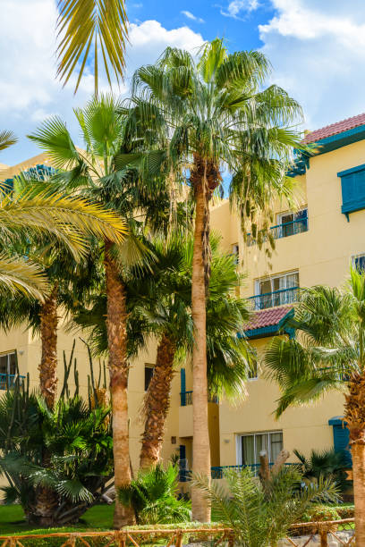 istock Different green palm trees in the park 1201277314