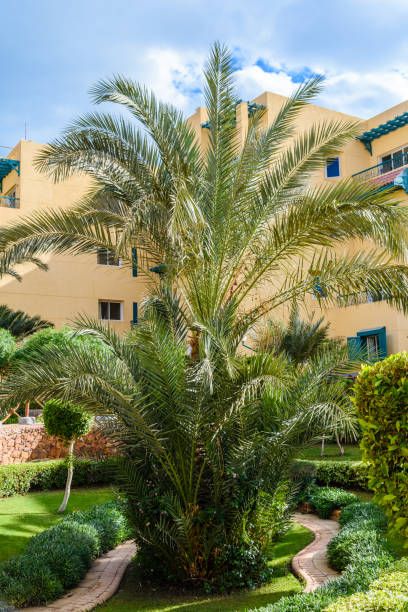 istock Green date palm tree in the park 1201277462