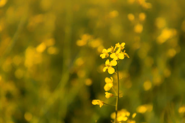 istock Yellow rape blossom in a field in Rheinhessen, Germany 1201279000