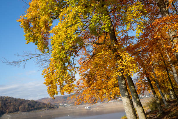 istock View of a reservoir with a tree in autumn 1201279787