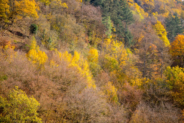 istock Golden Forest in autumn on a hill 1201279934