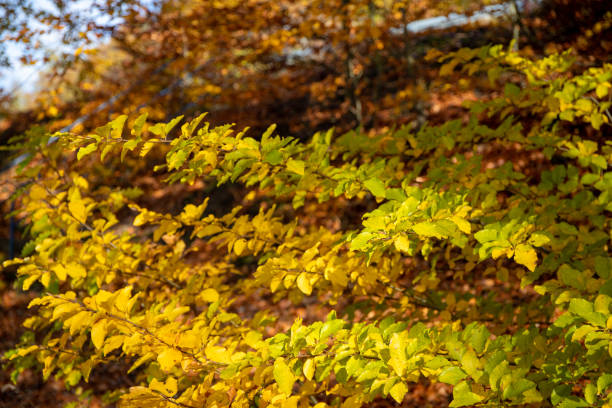 istock Leaves in Autumn Gold, Yellow 1201280079