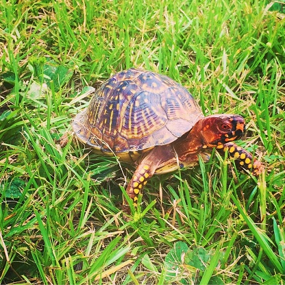 Box Turtle walking in the grass