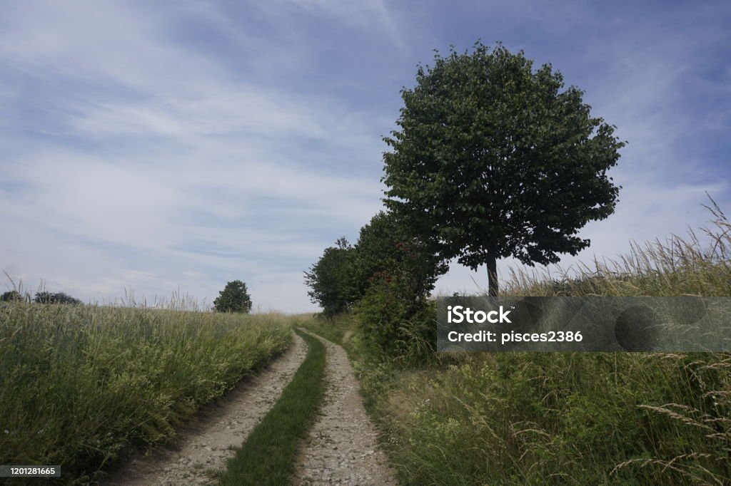 Tree Field Path Idyllic Path Trough Fields With Trees On Wayside And Blue Sky Stock ...