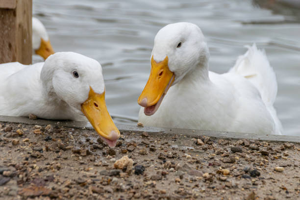 Flock of white pekin ducks scrabbling for food