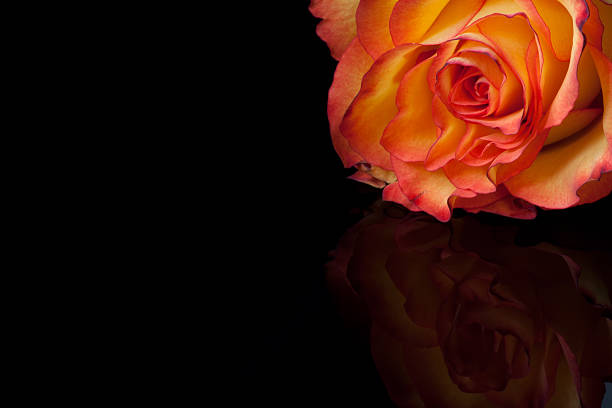 Rosa vermelha-laranja - foto de acervo