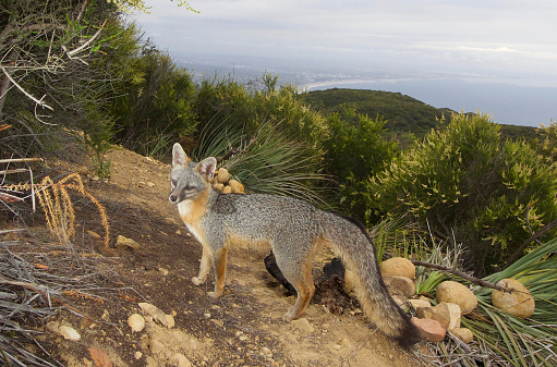 This California gray fox blends in with the sandy soil and green foliage high above Santa Monica Bay, the Pacific Ocean and Los Angeles.   Foxes like this are reclusive urban carnivores that live in the Santa Monica Mountains with other wildlife such as bobcats and mountain lions.