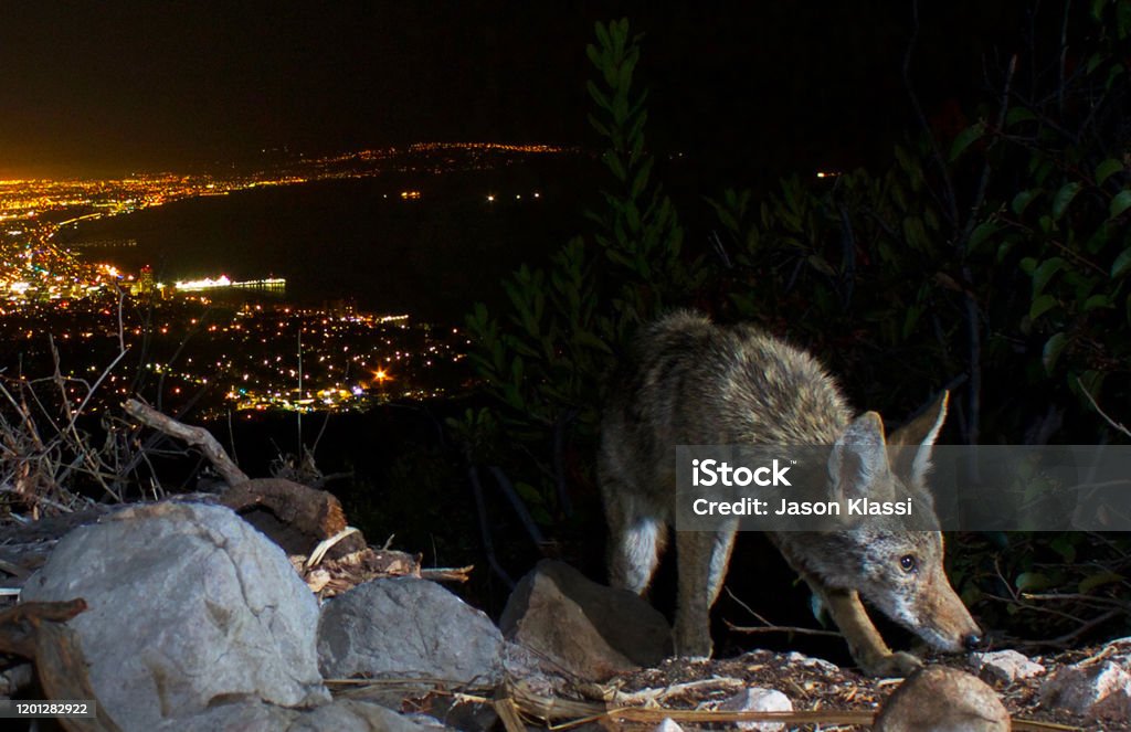 A California coyote above Santa Monica Beach Coyote Stock Photo A California coyote above Santa Monica Beach Coyote Stock Photo
