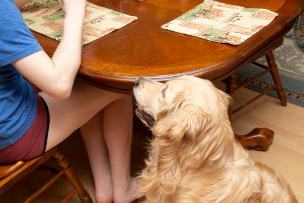 istock dog and food. 1201284138