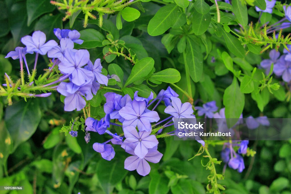 Foto de O Arbusto Verde Com Flores Roxas De Jasmim e mais fotos de stock de  Azul - Azul, Beleza, Botânica - Assunto - iStock