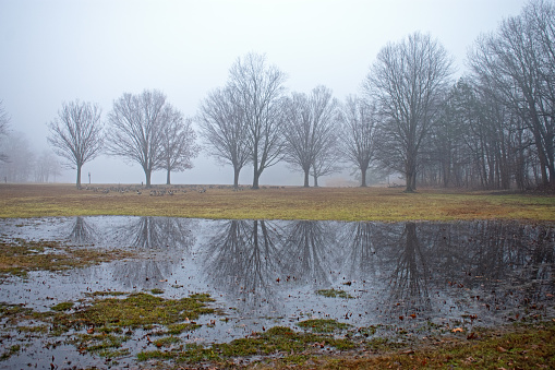 Barely visible through the fog are barren oak trees whose reflections are also visible in large puddles on the lawn at Cheesequake State Park in Matawan, New Jersey