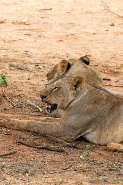 istock Lions resting in the shadow. 1201285503