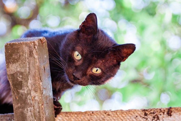 istock Close-up of a Black Cat looking at the camera 1201285547