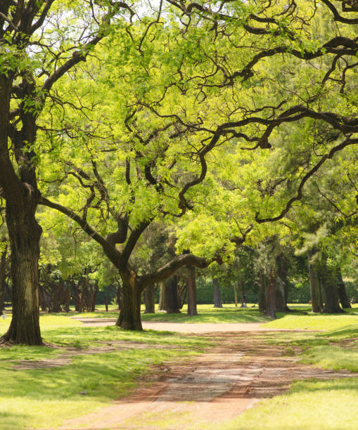 istock Buenos Aires Bosques de Palermo public park with the distinctive Tipa tree background 1201285630