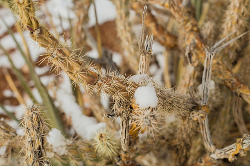 A desert plant with snow and ice.