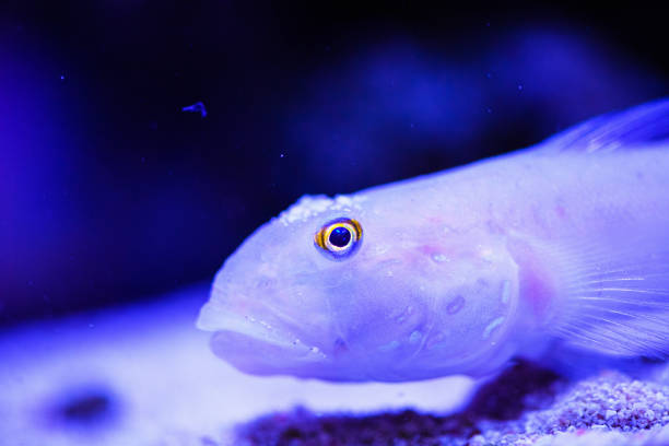Wonderful and beautiful underwater world with corals and tropical fish.