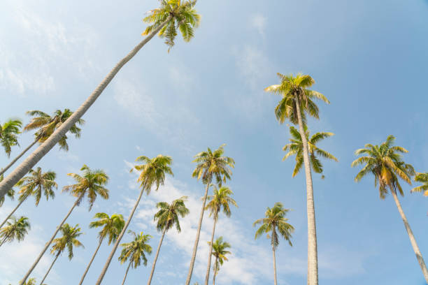 istock Palm trees against blue sky 1201286886