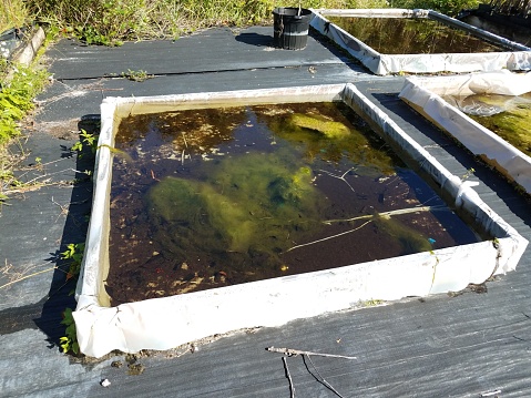 square container with thick green algae and stagnant water