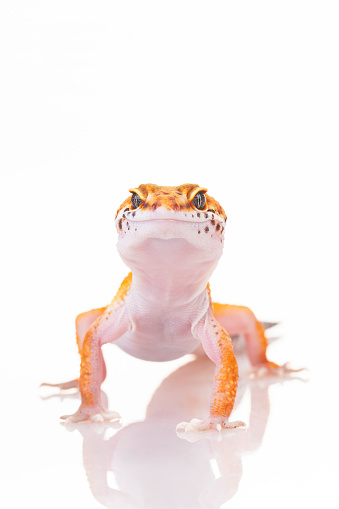Leopard gecko on white
