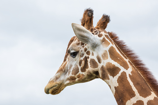 Close-up picture of giraffe head