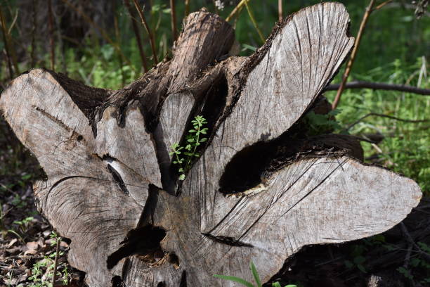 istock Mesquite Tree Stump with Plant Growing Out of It 1201292653