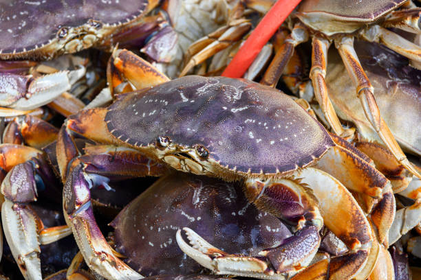 istock Live Dungeness Crabs in Shipping Container 1201292843
