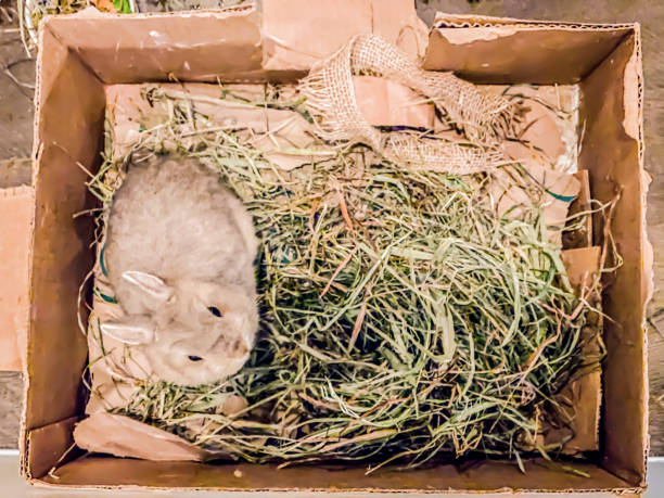 caixa de lixo de papelão de coelho de estimação caseira - dwarf lop eared rabbit pets rabbit isolated - fotografias e filmes do acervo