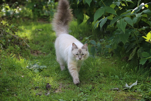 picture of a nevsky masquerade cat in a garden