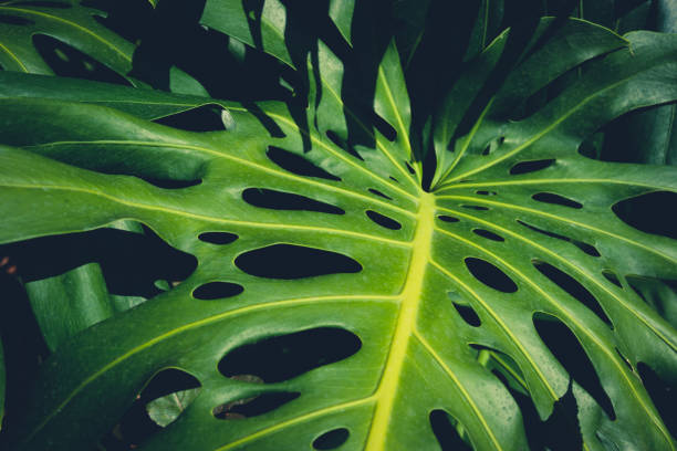 istock Monstera Philodendron leaves - tropical forest plant 1201293684