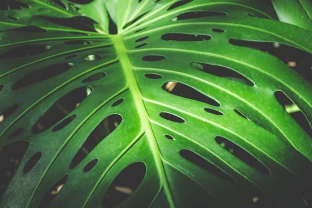 istock Tropical  plants, leaf of Monstera /Philodendron leaves 1201293687