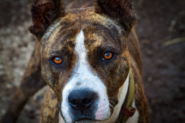 istock black dog's mouth close-up 1201293790