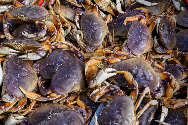 istock Live Dungeness Crabs in Shipping Container 1201294137