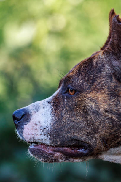 istock black dog's mouth close-up 1201294406