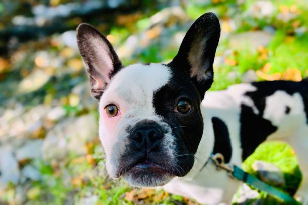 istock Black and white french bulldog 1201294540